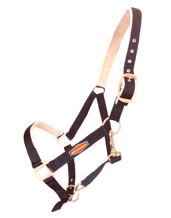 Halter warmblood